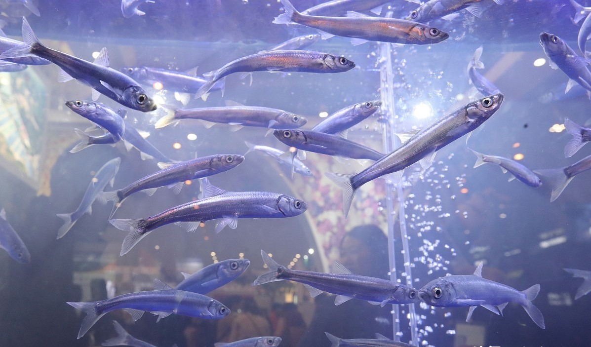 Bí ẩn về loài cá đã biến mất 21 năm nhưng lại được tìm thấy trong ao nước hôi thối sâu 40cm, tất cả là nhờ con người bỏ mặc? - Ảnh 4.