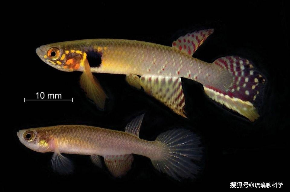 Bí ẩn về loài cá đã biến mất 21 năm nhưng lại được tìm thấy trong ao nước hôi thối sâu 40cm, tất cả là nhờ con người bỏ mặc? - Ảnh 2.