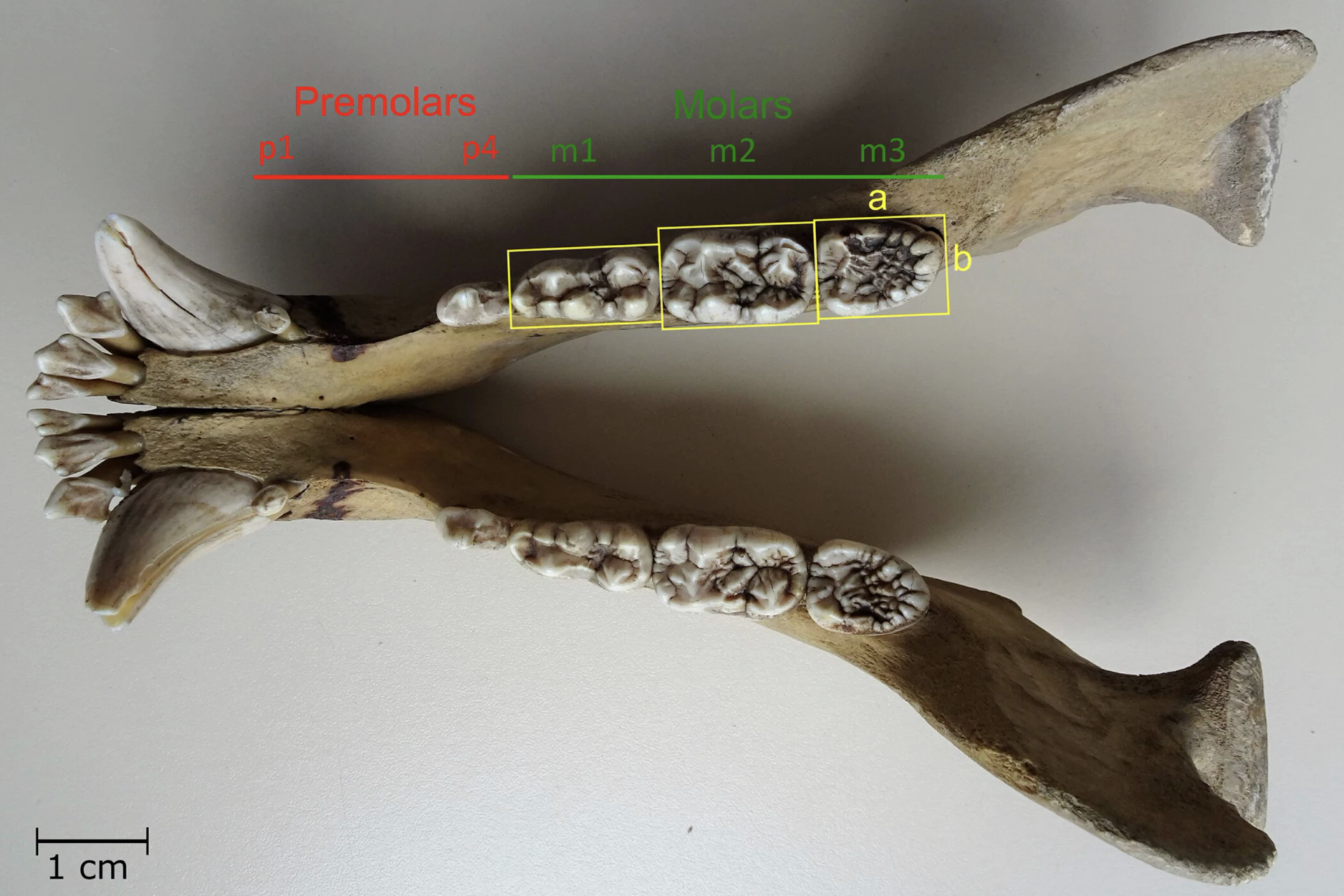 Gấu phá vỡ quy tắc tiến hóa hai lần trong lịch sử: Bí ẩn hé lộ từ bộ răng cổ đại- Ảnh 1.