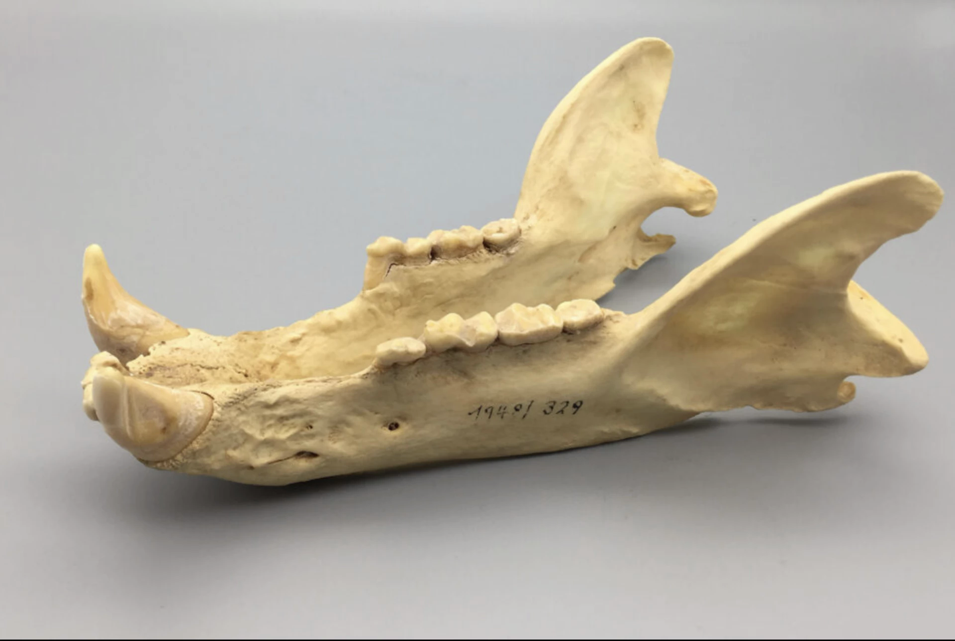 Gấu phá vỡ quy tắc tiến hóa hai lần trong lịch sử: Bí ẩn hé lộ từ bộ răng cổ đại- Ảnh 3. Gấu phá vỡ quy tắc tiến hóa hai lần trong lịch sử: Bí ẩn hé lộ từ bộ răng cổ đại- Ảnh 3.