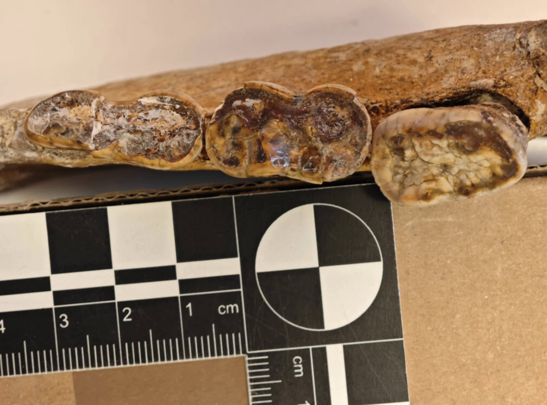 Gấu phá vỡ quy tắc tiến hóa hai lần trong lịch sử: Bí ẩn hé lộ từ bộ răng cổ đại- Ảnh 4. Gấu phá vỡ quy tắc tiến hóa hai lần trong lịch sử: Bí ẩn hé lộ từ bộ răng cổ đại- Ảnh 4.