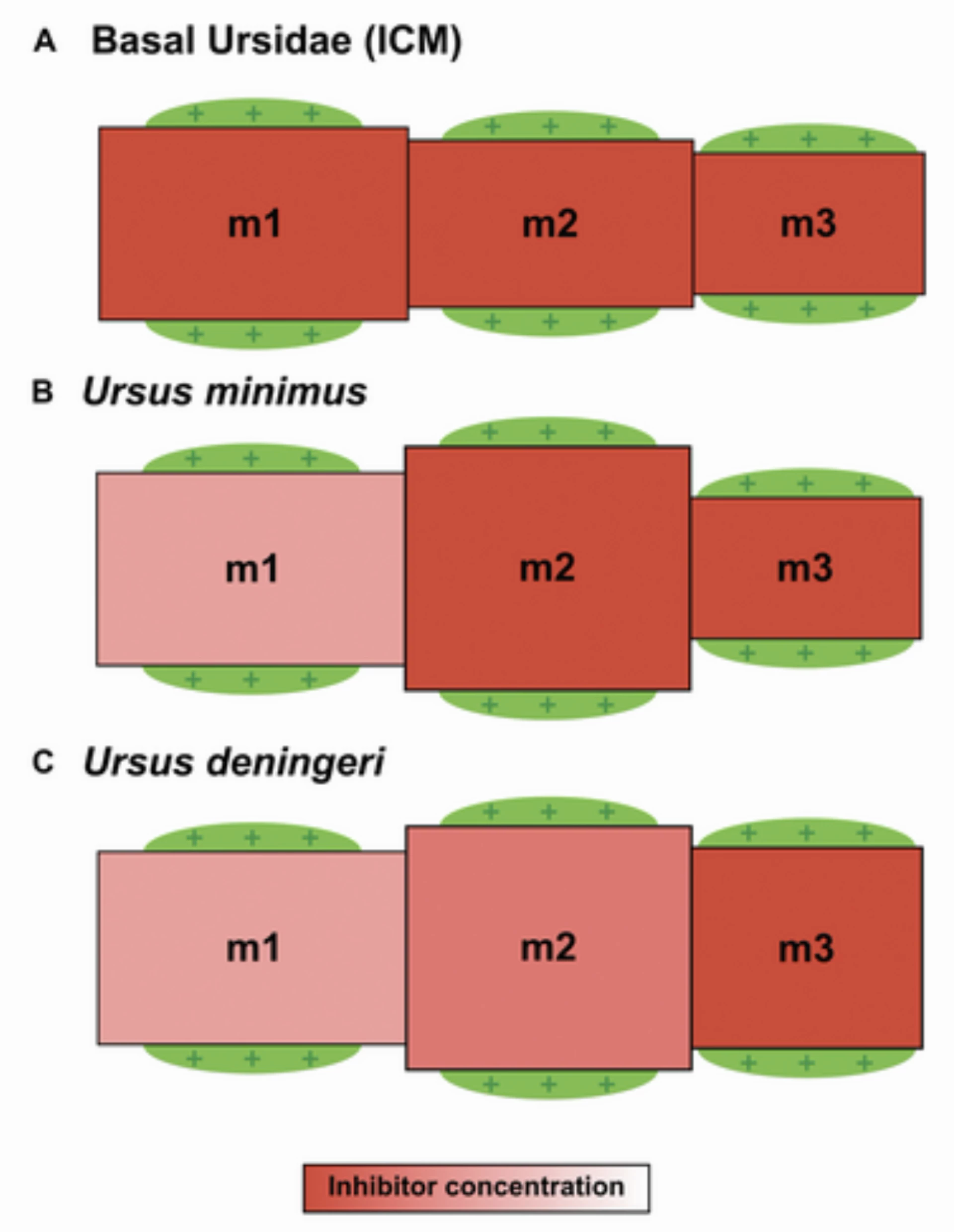 Gấu phá vỡ quy tắc tiến hóa hai lần trong lịch sử: Bí ẩn hé lộ từ bộ răng cổ đại- Ảnh 2. Gấu phá vỡ quy tắc tiến hóa hai lần trong lịch sử: Bí ẩn hé lộ từ bộ răng cổ đại- Ảnh 2.
