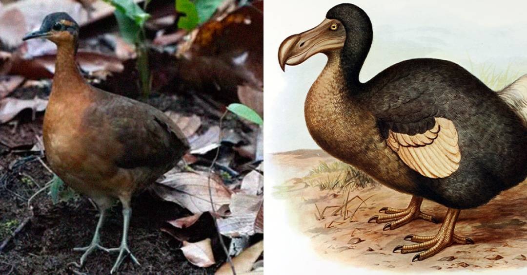 Phát hiện loài chim mới tại Amazon có tập tính