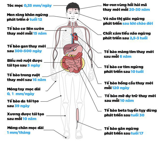 Có thể bạn chưa biết: Lòng dạ con người chúng ta đều thay đổi sau mỗi 5-7 ngày- Ảnh 6.