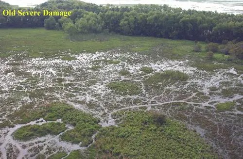 Loài chuột khổng lồ này đang đe dọa nước Mỹ, đến nỗi chính phủ phải "truy nã", thưởng tiền và khuyến khích người dân ăn thịt chúng- Ảnh 13.