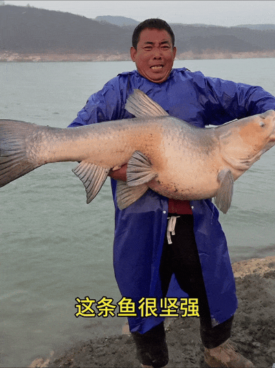 Cần thủ câu được cá khủng nặng 50kg nhưng mình uốn chữ S bất thường, lão nông đi qua lập tức bảo: "Hãy thả đi ngay"- Ảnh 1. Cần thủ câu được cá khủng nặng 50kg nhưng mình uốn chữ S bất thường, lão nông đi qua lập tức bảo: "Hãy thả đi ngay"- Ảnh 1.