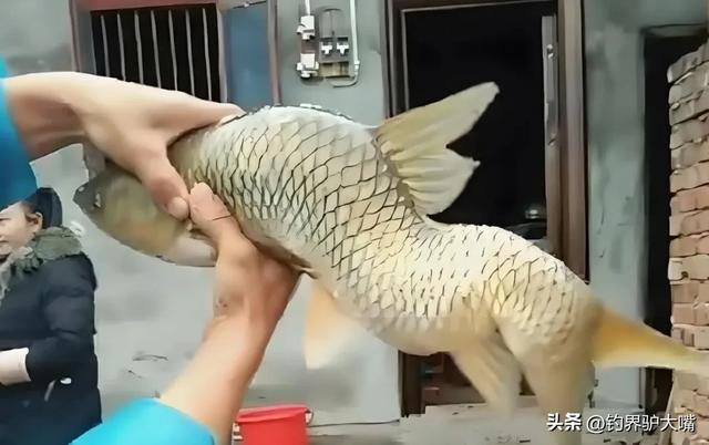 Cần thủ câu được cá khủng nặng 50kg nhưng mình uốn chữ S bất thường, lão nông đi qua lập tức bảo: "Hãy thả đi ngay"- Ảnh 4. Cần thủ câu được cá khủng nặng 50kg nhưng mình uốn chữ S bất thường, lão nông đi qua lập tức bảo: "Hãy thả đi ngay"- Ảnh 4.