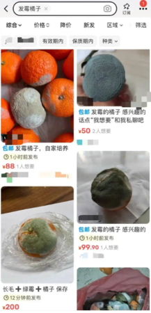 Quả cam mốc được bán với giá gần 3 triệu đồng gây sửng sốt: Nguyên nhân càng nghe càng khó tin- Ảnh 2. Quả cam mốc được bán với giá gần 3 triệu đồng gây sửng sốt: Nguyên nhân càng nghe càng khó tin- Ảnh 2.