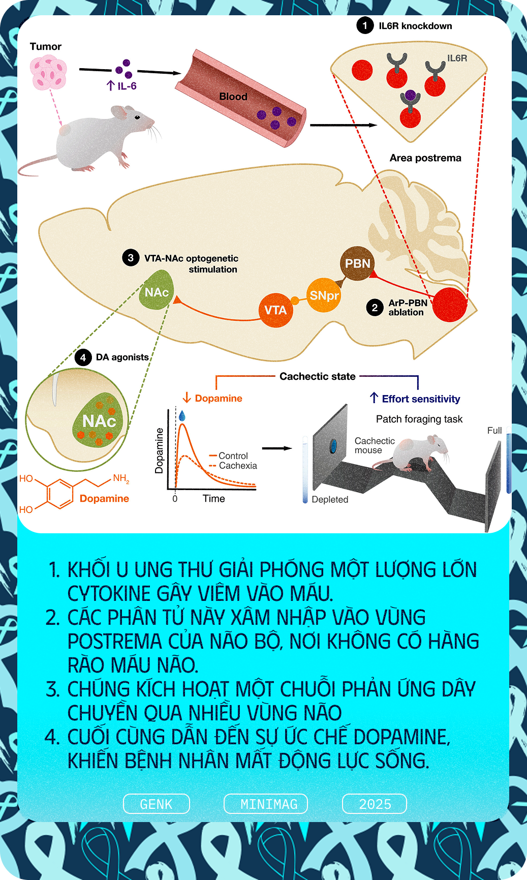 Các nhà khoa học tiêm thuốc chữa xương khớp cho chuột mắc ung thư giai đoạn cuối, chúng không khỏi ung thư, nhưng một điều kỳ diệu đã xảy ra- Ảnh 7. Các nhà khoa học tiêm thuốc chữa xương khớp cho chuột mắc ung thư giai đoạn cuối, chúng không khỏi ung thư, nhưng một điều kỳ diệu đã xảy ra- Ảnh 7.
