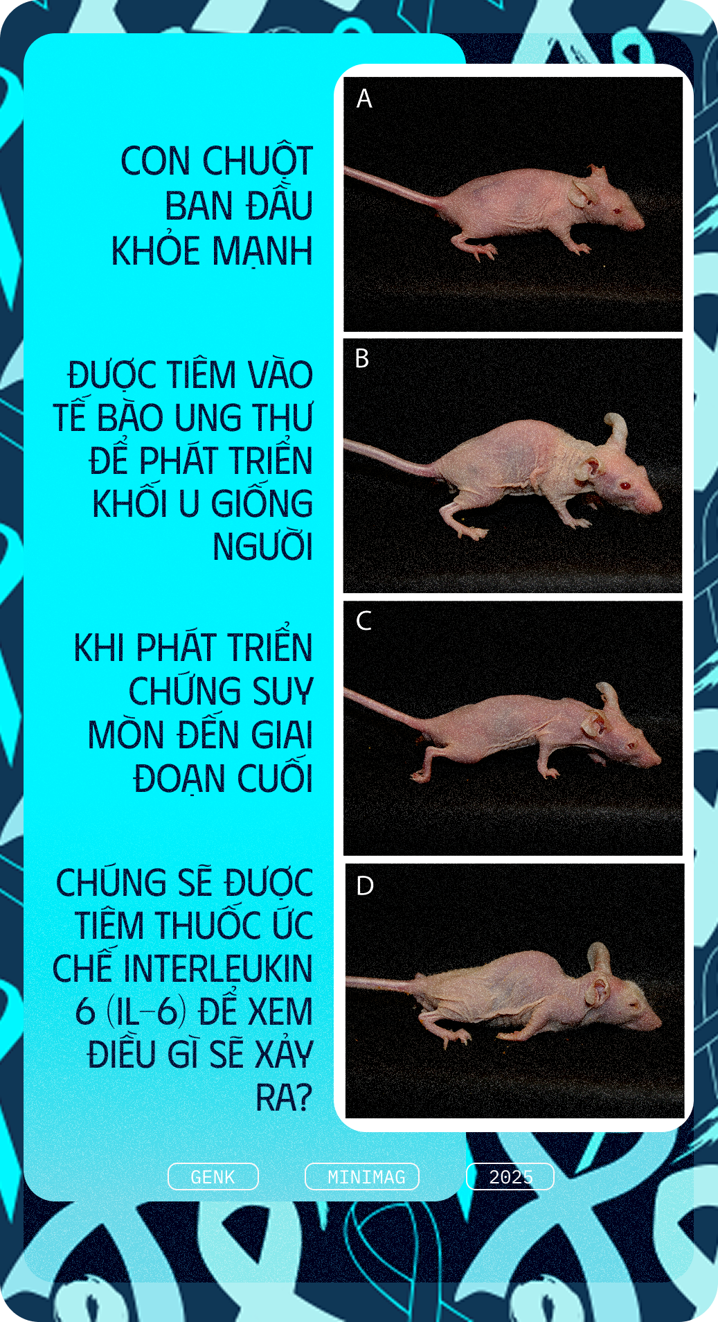 Các nhà khoa học tiêm thuốc chữa xương khớp cho chuột mắc ung thư giai đoạn cuối, chúng không khỏi ung thư, nhưng một điều kỳ diệu đã xảy ra- Ảnh 6. Các nhà khoa học tiêm thuốc chữa xương khớp cho chuột mắc ung thư giai đoạn cuối, chúng không khỏi ung thư, nhưng một điều kỳ diệu đã xảy ra- Ảnh 6.