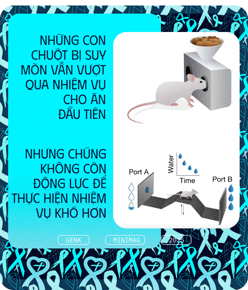 Các nhà khoa học tiêm thuốc chữa xương khớp cho chuột mắc ung thư giai đoạn cuối, chúng không khỏi ung thư, nhưng một điều kỳ diệu đã xảy ra- Ảnh 8. Các nhà khoa học tiêm thuốc chữa xương khớp cho chuột mắc ung thư giai đoạn cuối, chúng không khỏi ung thư, nhưng một điều kỳ diệu đã xảy ra- Ảnh 8.