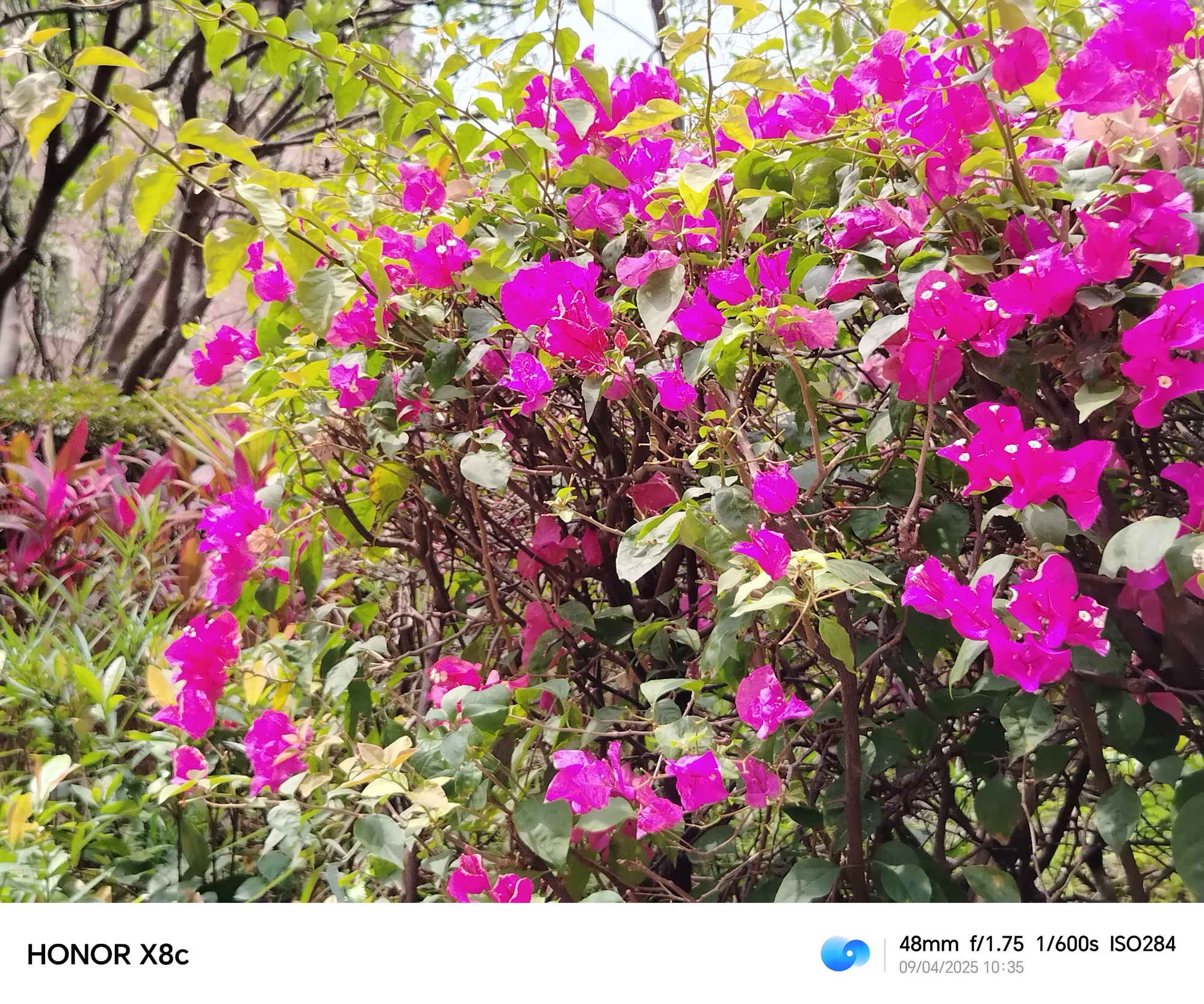 Đánh giá nhanh camera của Honor X8C: Điện thoại tầm trung dưới 8 triệu chụp có ra gì?- Ảnh 9. Đánh giá nhanh camera của Honor X8C: Điện thoại tầm trung dưới 8 triệu chụp có ra gì?- Ảnh 9.