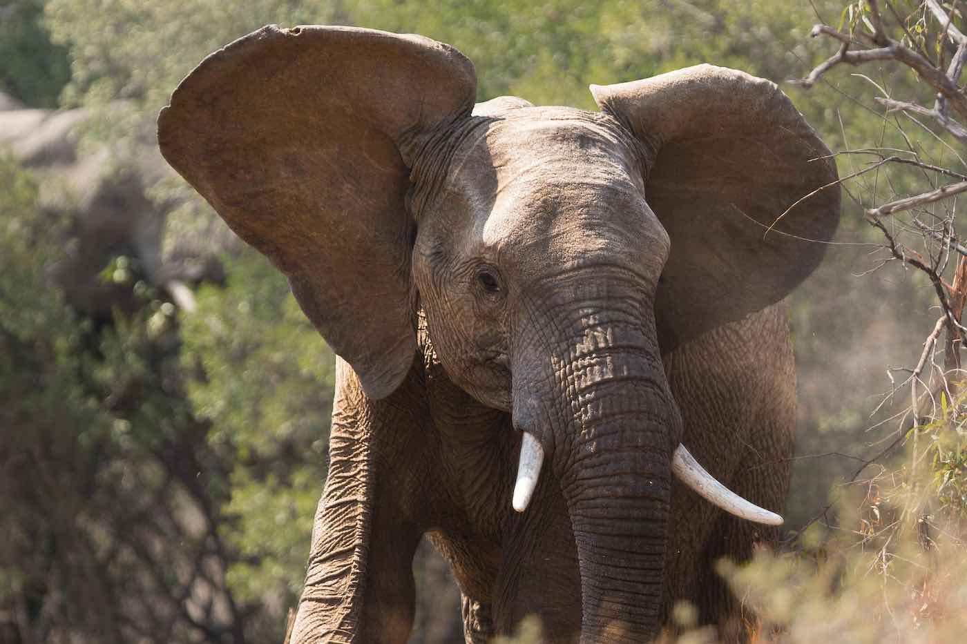 african-elephant-big-ears-17476254939441975949685-1747629488344-17476294884801500744076.jpg