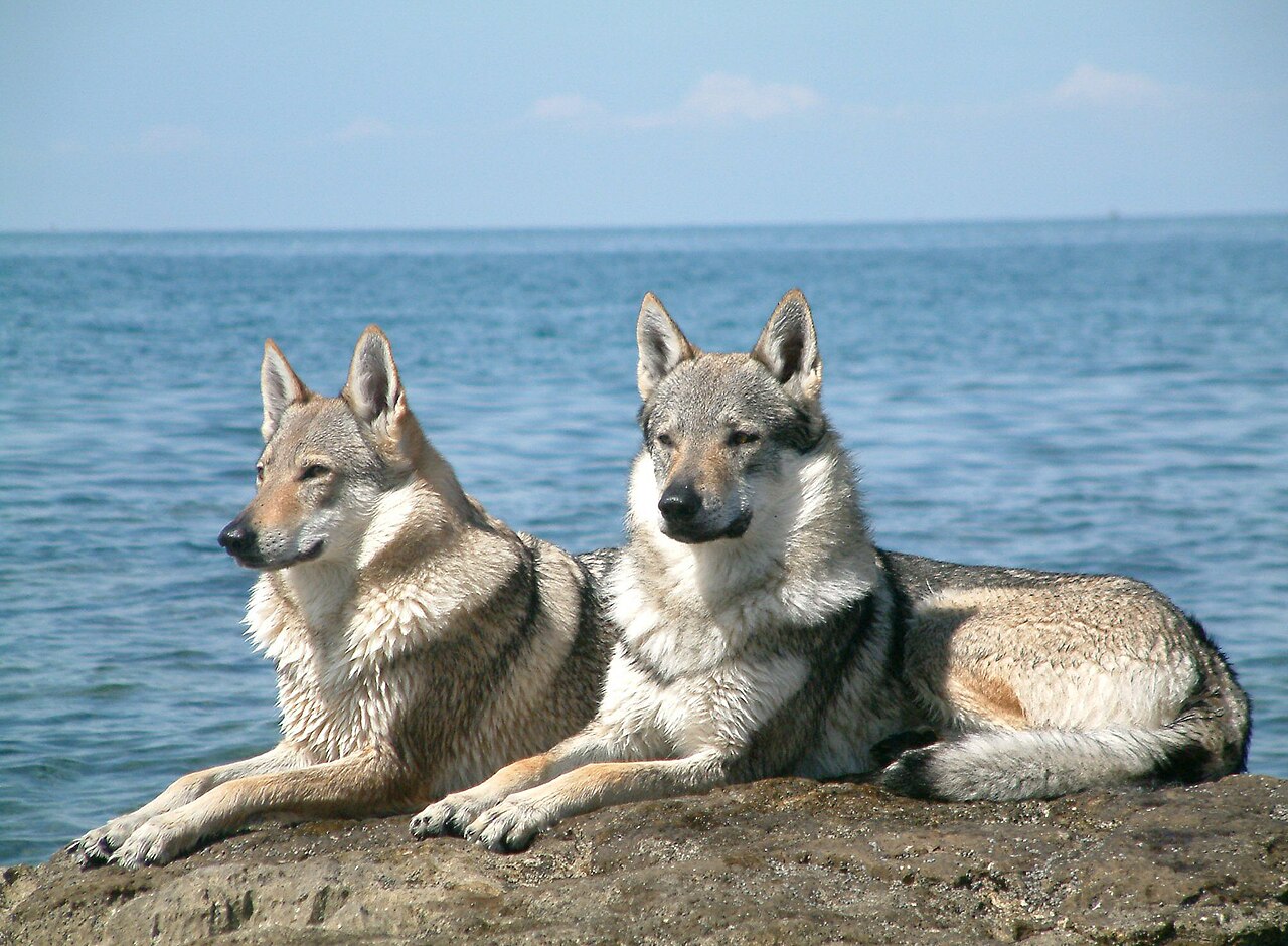 Chó sói và chó Husky có thể lai tạo và sinh sản, nhưng liệu con của chúng có khả năng sinh sản không?- Ảnh 3. Chó sói và chó Husky có thể lai tạo và sinh sản, nhưng liệu con của chúng có khả năng sinh sản không?- Ảnh 3.