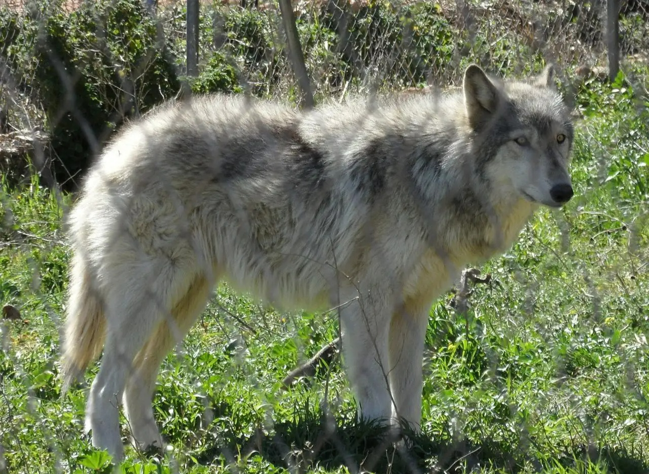 Chó sói và chó Husky có thể lai tạo và sinh sản, nhưng liệu con của chúng có khả năng sinh sản không?- Ảnh 1. Chó sói và chó Husky có thể lai tạo và sinh sản, nhưng liệu con của chúng có khả năng sinh sản không?- Ảnh 1.