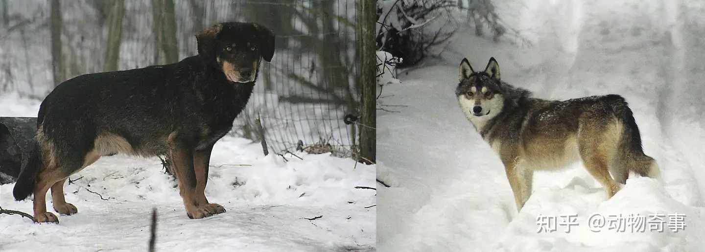 Chó sói và chó Husky có thể lai tạo và sinh sản, nhưng liệu con của chúng có khả năng sinh sản không?- Ảnh 2. Chó sói và chó Husky có thể lai tạo và sinh sản, nhưng liệu con của chúng có khả năng sinh sản không?- Ảnh 2.