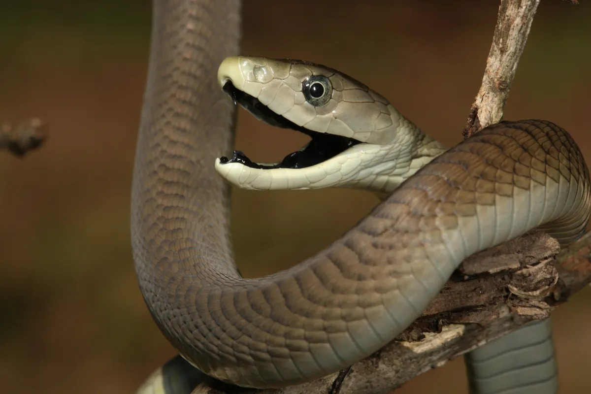 black-mamba-l-1746325333088966897863-1746335429841-17463354299341999278023.jpg