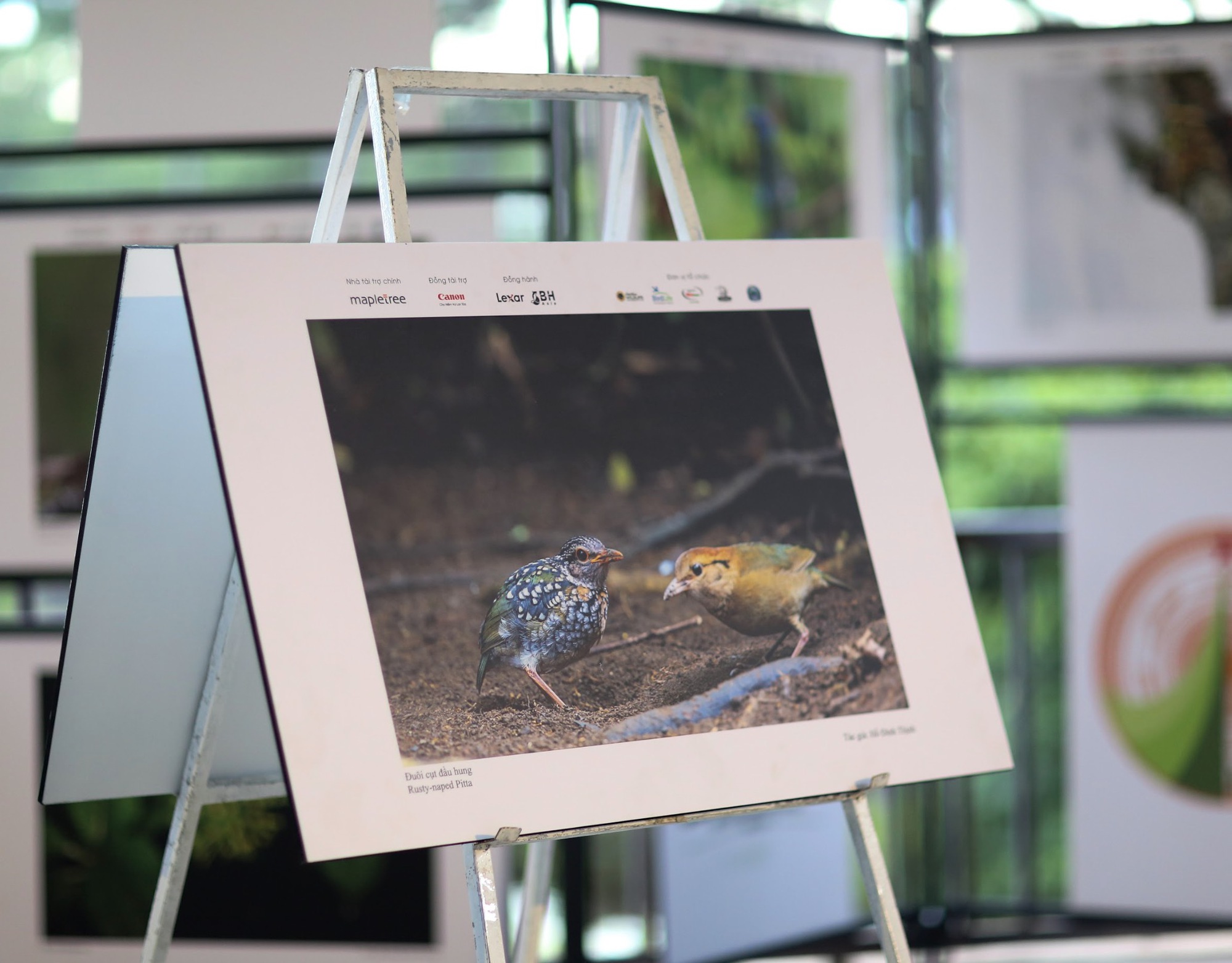 Vietnam BirdRace 2025: Những cánh chim kết nối thế giới từ Bidoup – Núi Bà- Ảnh 21. Vietnam BirdRace 2025: Những cánh chim kết nối thế giới từ Bidoup – Núi Bà- Ảnh 21.