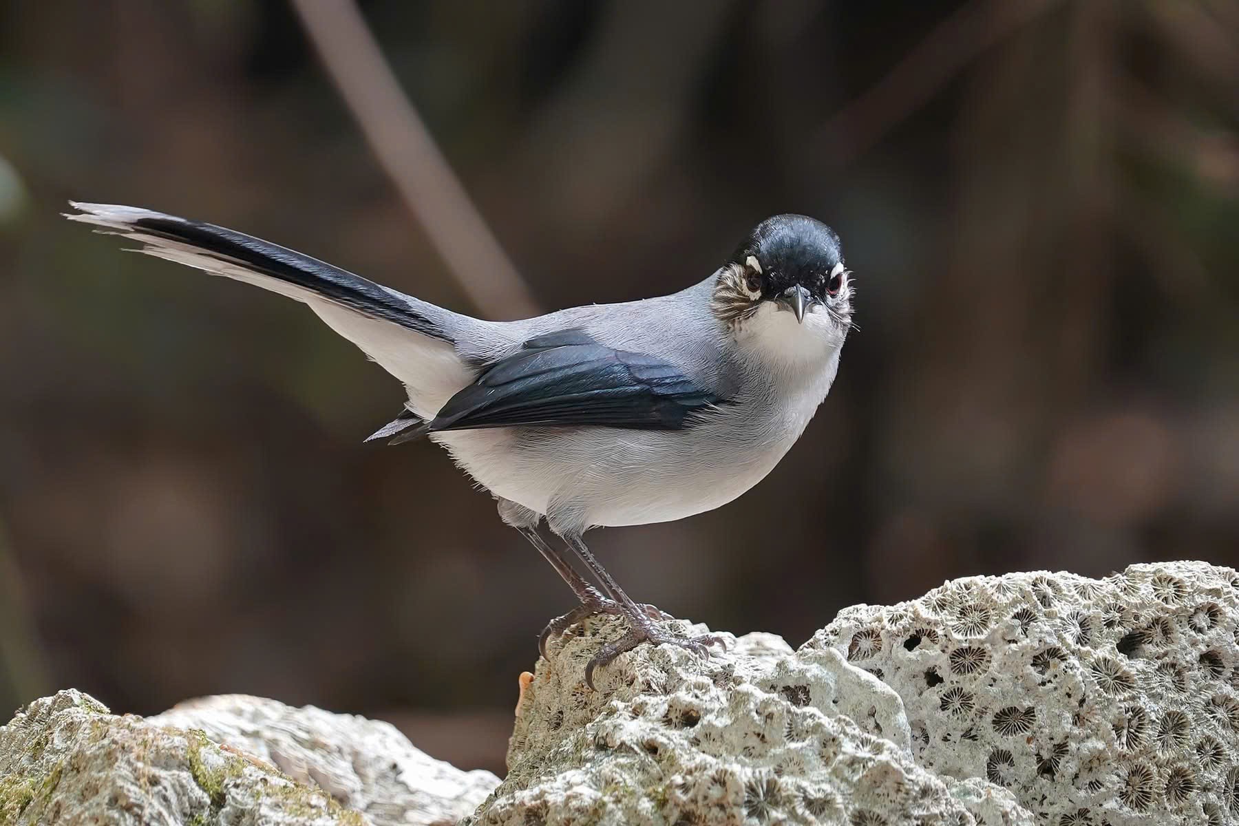 Vietnam BirdRace 2025: Những cánh chim kết nối thế giới từ Bidoup – Núi Bà- Ảnh 5. Vietnam BirdRace 2025: Những cánh chim kết nối thế giới từ Bidoup – Núi Bà- Ảnh 5.