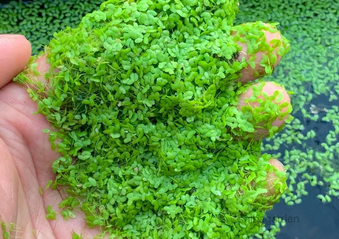 Loại rau người Việt dùng nuôi lợn, gà hóa ra có thể "giải cứu thế giới": Là "thần dược" dân gian- Ảnh 1.
