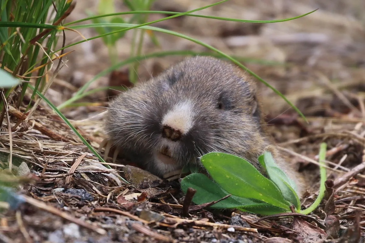 Các nhà khoa học thả chuột gophers xuống 'vùng đất chết' trong 24 giờ, bốn thập kỷ sau ai cũng phải ngạc nhiên vì hành động này!- Ảnh 1. Các nhà khoa học thả chuột gophers xuống 'vùng đất chết' trong 24 giờ, bốn thập kỷ sau ai cũng phải ngạc nhiên vì hành động này!- Ảnh 1.