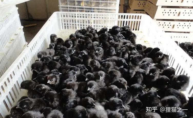 Năm 1985, các chuyên gia phát hiện ra ba con gà đen kỳ lạ: Chúng hóa ra là một loài siêu hiếm có thể đẻ ra trứng xanh!- Ảnh 4. Năm 1985, các chuyên gia phát hiện ra ba con gà đen kỳ lạ: Chúng hóa ra là một loài siêu hiếm có thể đẻ ra trứng xanh!- Ảnh 4.