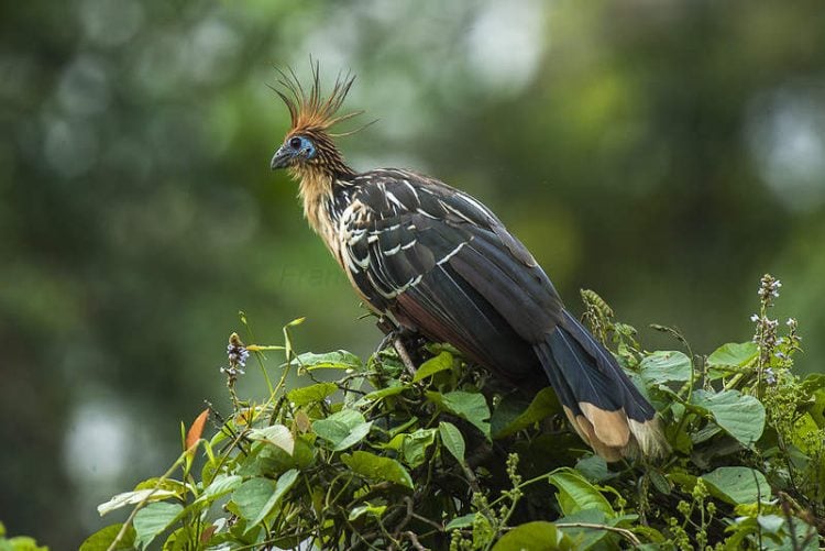 Chim Hoatzin: 'quái vật' cổ đại của Amazon và danh hiệu loài chim hôi nhất hành tinh- Ảnh 1. Chim Hoatzin: 'quái vật' cổ đại của Amazon và danh hiệu loài chim hôi nhất hành tinh- Ảnh 1.