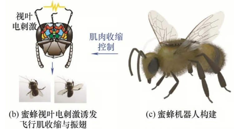 Các nhà khoa học tạo ra ong Cyborg đầu tiên trên thế giới, biến côn trùng thành robot siêu nhẹ cho nhiệm vụ trinh sát bí mật!- Ảnh 2. Các nhà khoa học tạo ra ong Cyborg đầu tiên trên thế giới, biến côn trùng thành robot siêu nhẹ cho nhiệm vụ trinh sát bí mật!- Ảnh 2.