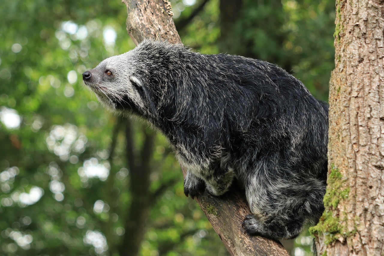 Binturong: Sinh vật bí ẩn được 'lai tạo' giữa gấu và mèo với hương thơm bỏng ngô đặc trưng giữa rừng già- Ảnh 3. Binturong: Sinh vật bí ẩn được 'lai tạo' giữa gấu và mèo với hương thơm bỏng ngô đặc trưng giữa rừng già- Ảnh 3.