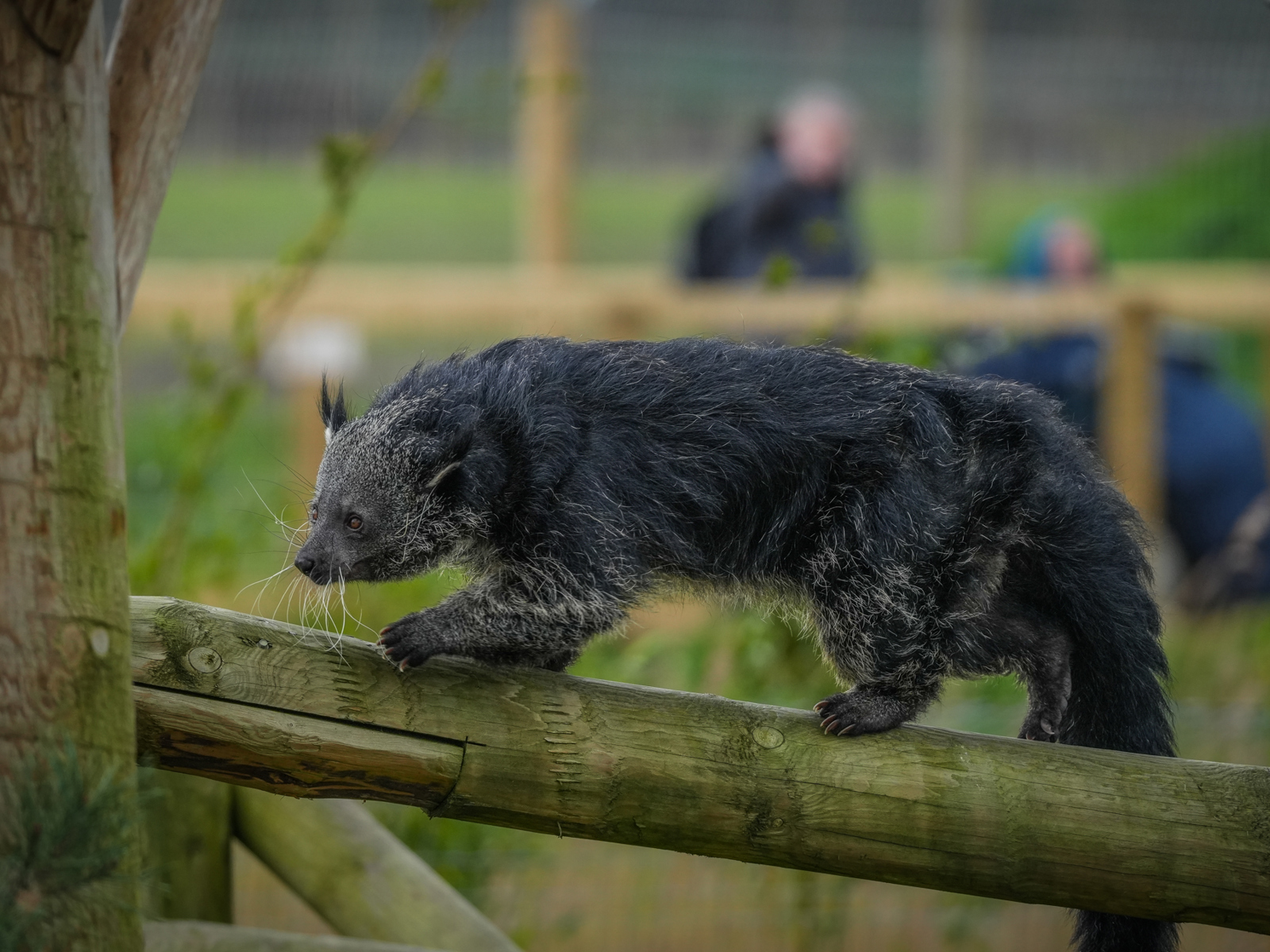 Binturong: Sinh vật bí ẩn được 'lai tạo' giữa gấu và mèo với hương thơm bỏng ngô đặc trưng giữa rừng già- Ảnh 2. Binturong: Sinh vật bí ẩn được 'lai tạo' giữa gấu và mèo với hương thơm bỏng ngô đặc trưng giữa rừng già- Ảnh 2.