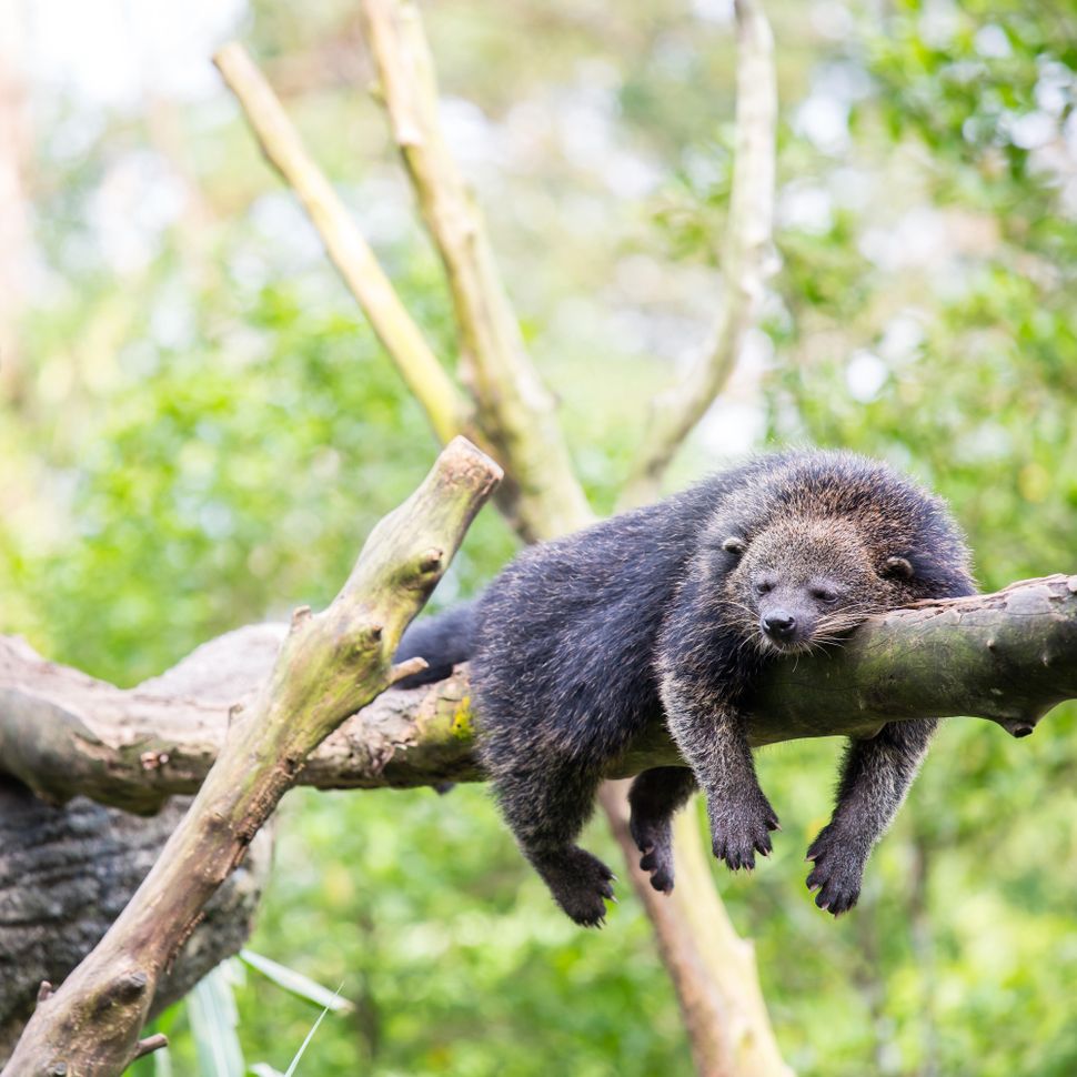 Binturong: Sinh vật bí ẩn được 'lai tạo' giữa gấu và mèo với hương thơm bỏng ngô đặc trưng giữa rừng già- Ảnh 1. Binturong: Sinh vật bí ẩn được 'lai tạo' giữa gấu và mèo với hương thơm bỏng ngô đặc trưng giữa rừng già- Ảnh 1.