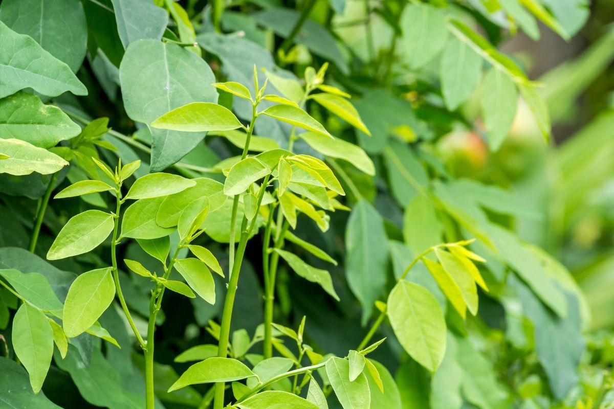 Đi tìm loại rau siêu rẻ ở Việt Nam, bán đầy chợ, lại tốt cho sinh lý phái mạnh- Ảnh 2. Đi tìm loại rau siêu rẻ ở Việt Nam, bán đầy chợ, lại tốt cho sinh lý phái mạnh- Ảnh 2.