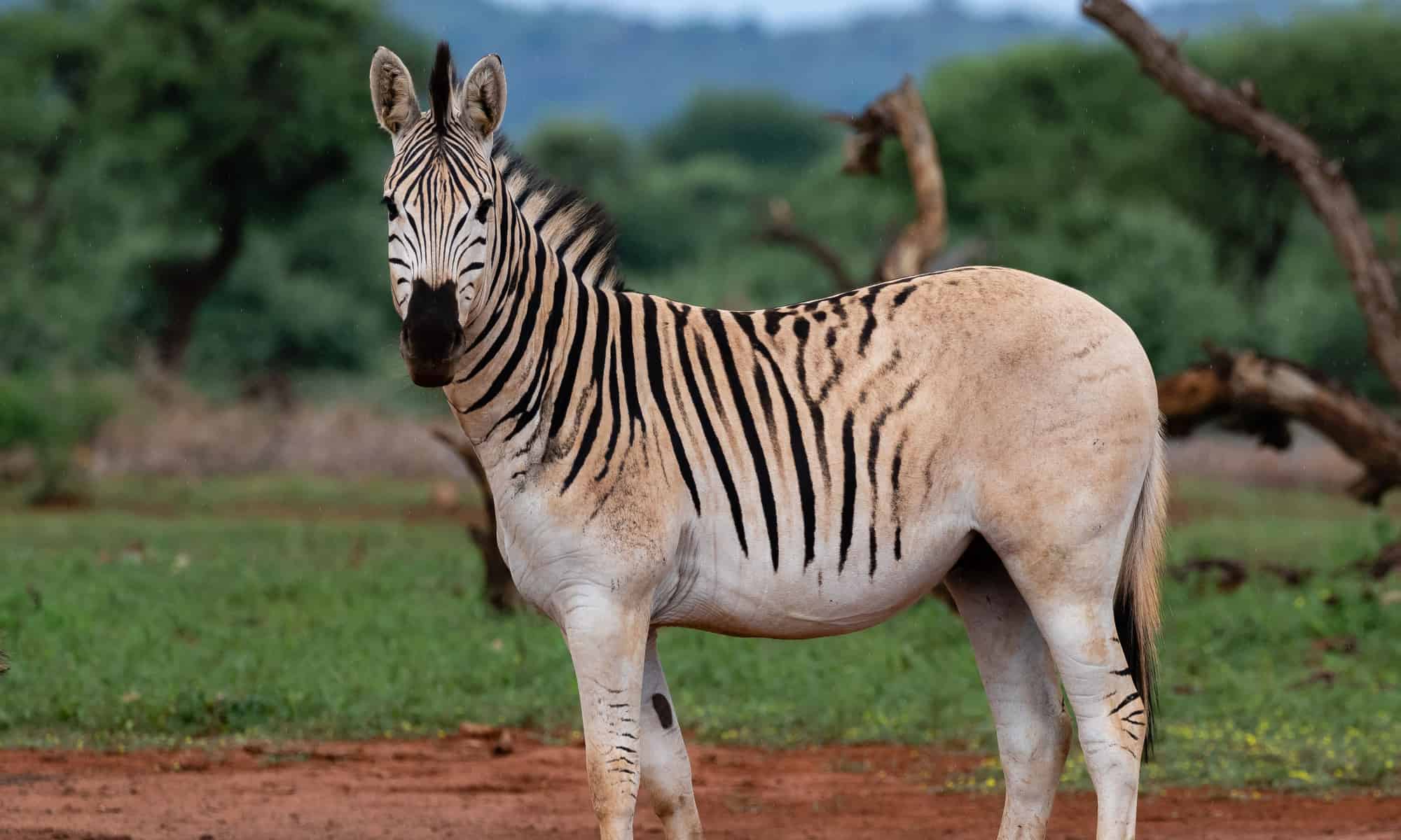 Con quagga cuối cùng trên thế giới qua đời, khép lại số phận của một loài ngựa vằn đặc biệt!- Ảnh 1. Con quagga cuối cùng trên thế giới qua đời, khép lại số phận của một loài ngựa vằn đặc biệt!- Ảnh 1.