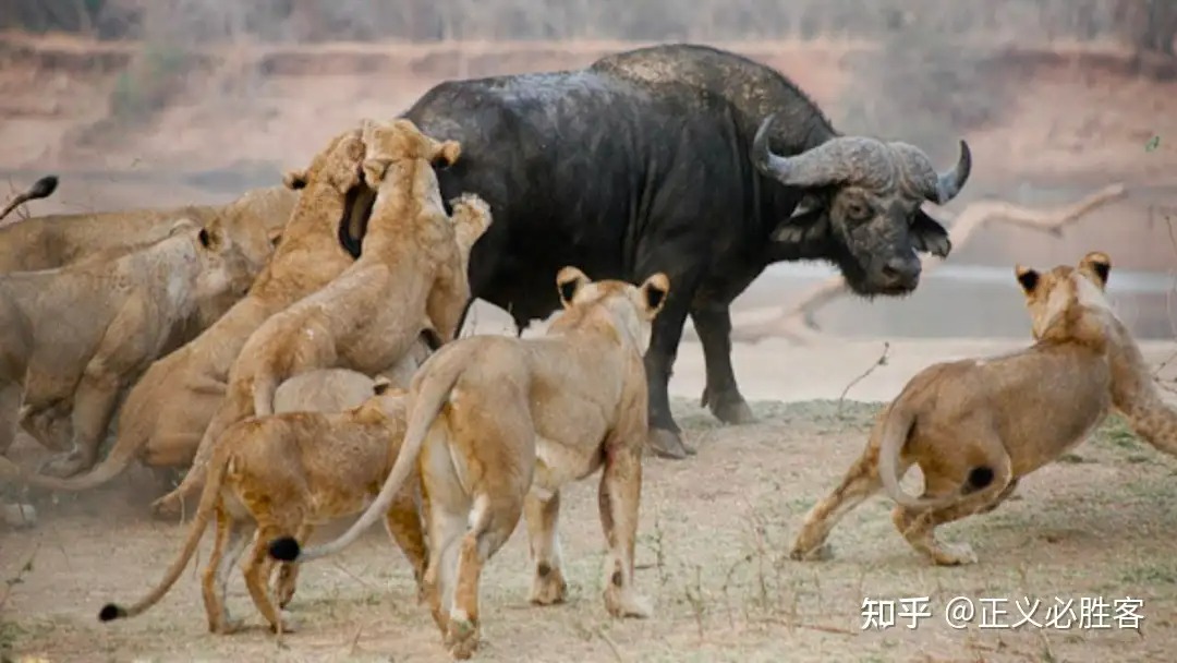 Vì sao sư tử ít săn hà mã mà lại 'thích' ăn thịt trâu rừng châu Phi?- Ảnh 2.