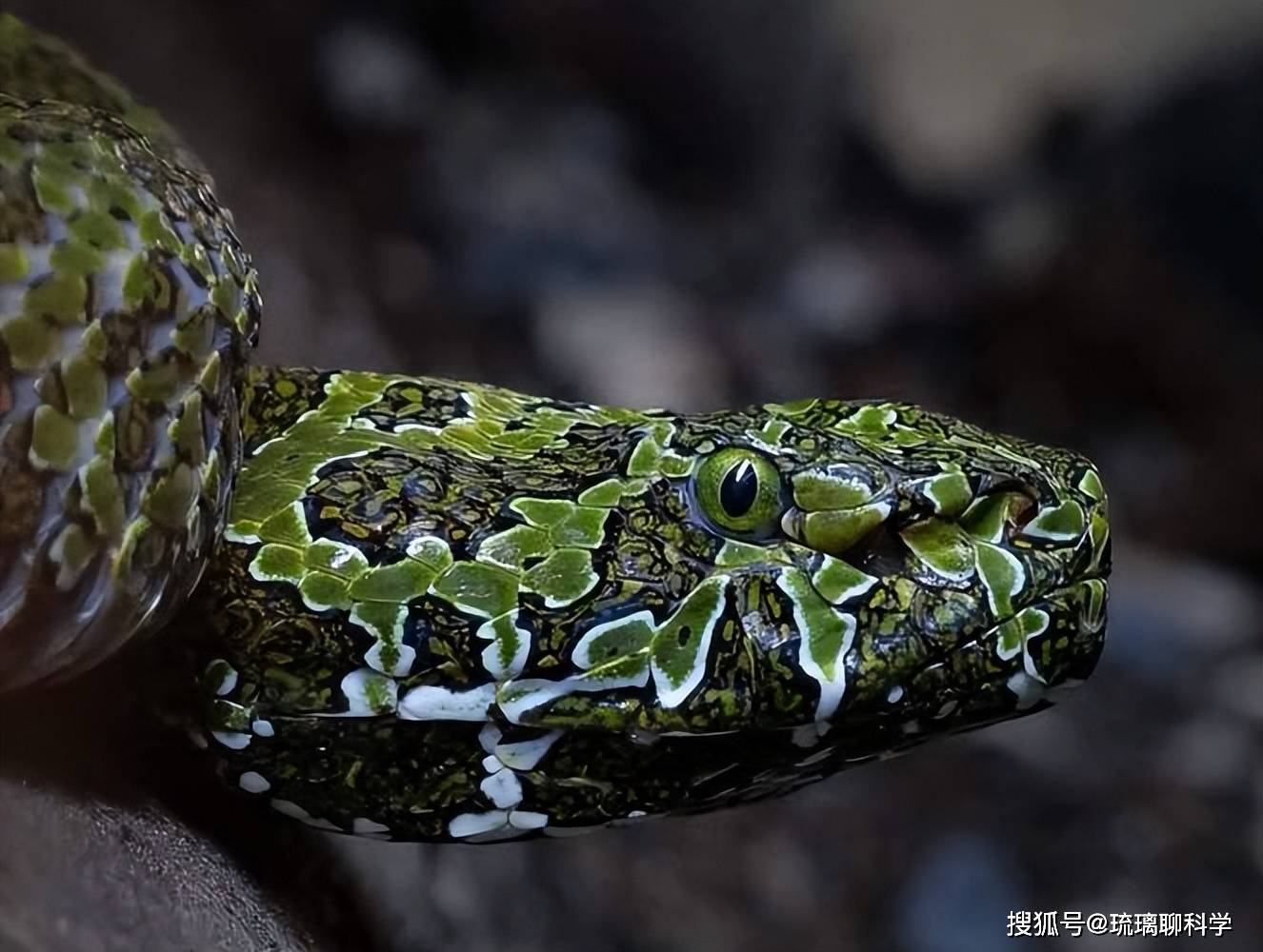 Bí mật của loài rắn lục Mangshan: 'Vàng lỏng' của tự nhiên và cuộc chiến sinh tồn trước bờ vực tuyệt chủng- Ảnh 3. Bí mật của loài rắn lục Mangshan: 'Vàng lỏng' của tự nhiên và cuộc chiến sinh tồn trước bờ vực tuyệt chủng- Ảnh 3.