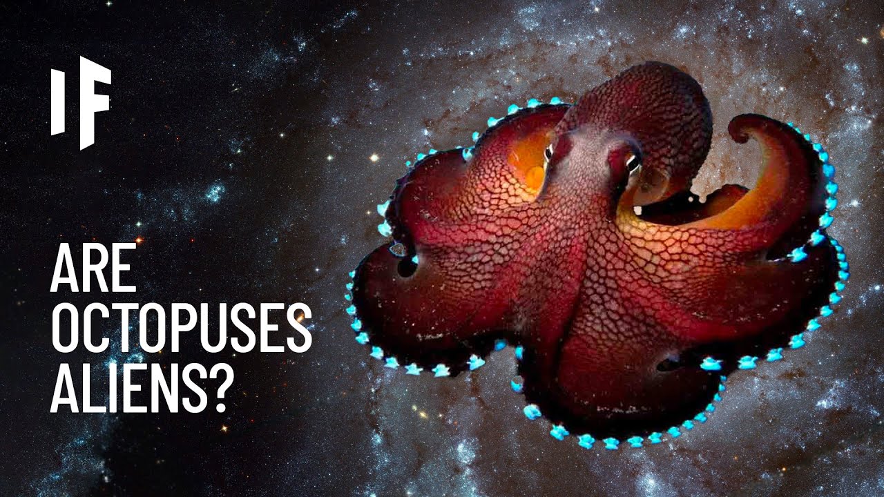 Bạch tuộc: Lời giải cho "Nghịch lý Fermi" ngay trên Trái Đất- Ảnh 2. Bạch tuộc: Lời giải cho "Nghịch lý Fermi" ngay trên Trái Đất- Ảnh 2.