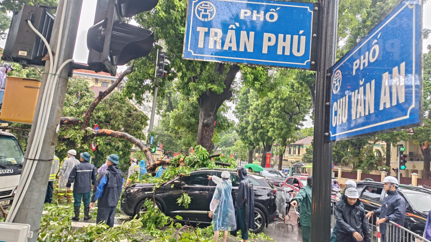 Khoảnh khắc cây xà cừ cổ thụ bật gốc đè bẹp ô tô trên đường Trần Phú- Ảnh 13. Khoảnh khắc cây xà cừ cổ thụ bật gốc đè bẹp ô tô trên đường Trần Phú- Ảnh 13.