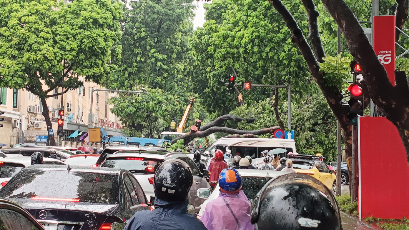 Khoảnh khắc cây xà cừ cổ thụ bật gốc đè bẹp ô tô trên đường Trần Phú- Ảnh 1. Khoảnh khắc cây xà cừ cổ thụ bật gốc đè bẹp ô tô trên đường Trần Phú- Ảnh 1.