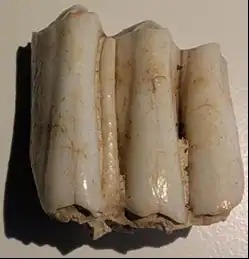 Chiếc răng bò 5.000 năm tuổi đã thay đổi những gì chúng ta biết về Stonehenge- Ảnh 2. Chiếc răng bò 5.000 năm tuổi đã thay đổi những gì chúng ta biết về Stonehenge- Ảnh 2.