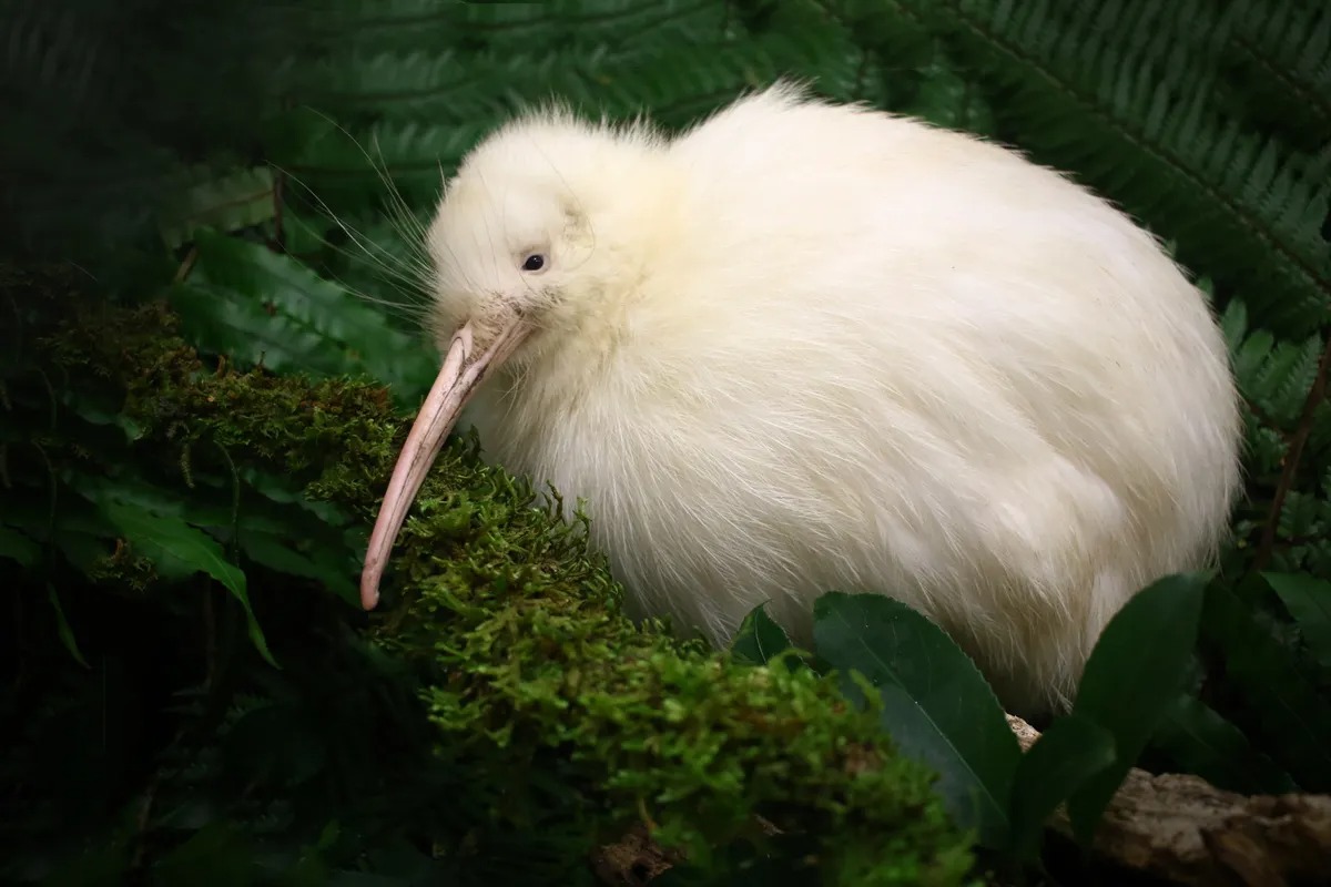 Chim kiwi trắng quý hiếm bất ngờ xuất hiện giữa ban ngày ở New Zealand- Ảnh 1.