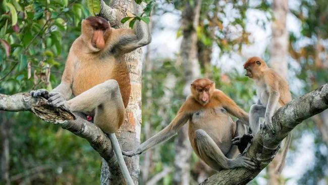 Giải mã ‘cuộc chiến giới tính’ nghẹt thở trong thế giới linh trưởng: Quyền lực không phải lúc nào cũng nằm trong tay con đực- Ảnh 2. Giải mã ‘cuộc chiến giới tính’ nghẹt thở trong thế giới linh trưởng: Quyền lực không phải lúc nào cũng nằm trong tay con đực- Ảnh 2.