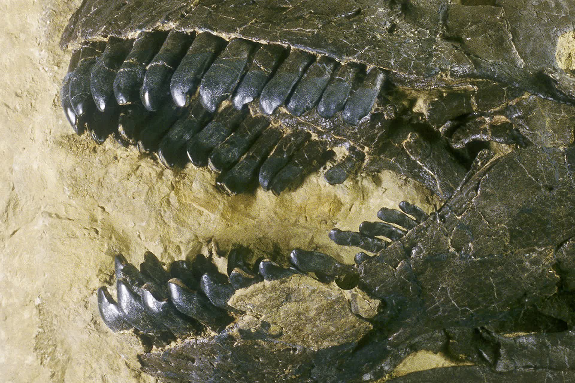 Phân tích răng T-Rex hé lộ 'không khí tiền sử' rất độc hại, nồng độ CO2 cao gấp 4 lần hiện nay!- Ảnh 3. Phân tích răng T-Rex hé lộ 'không khí tiền sử' rất độc hại, nồng độ CO2 cao gấp 4 lần hiện nay!- Ảnh 3.