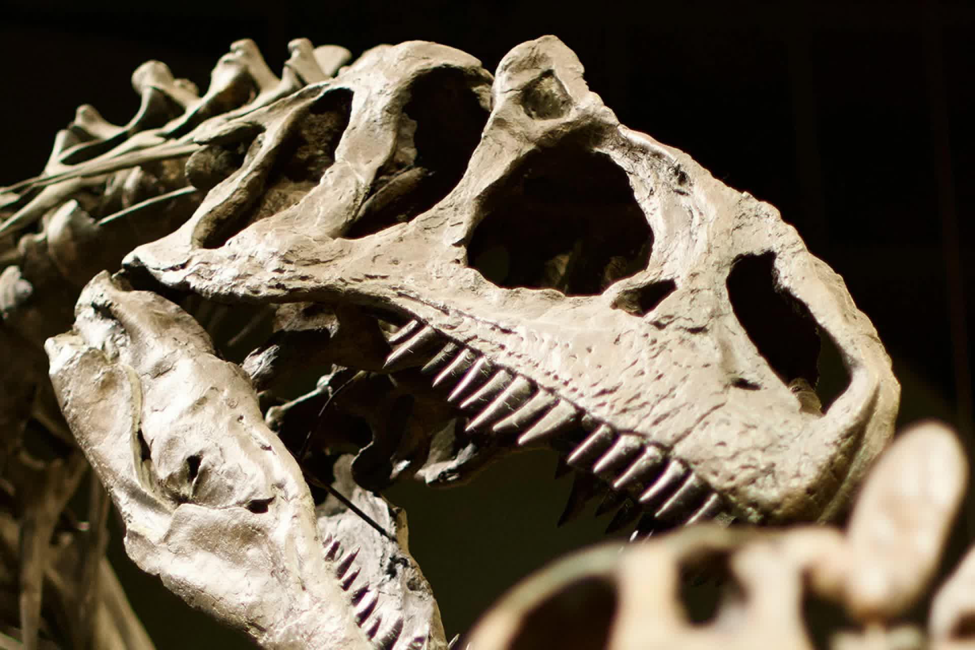 Phân tích răng T-Rex hé lộ 'không khí tiền sử' rất độc hại, nồng độ CO2 cao gấp 4 lần hiện nay!- Ảnh 1. Phân tích răng T-Rex hé lộ 'không khí tiền sử' rất độc hại, nồng độ CO2 cao gấp 4 lần hiện nay!- Ảnh 1.