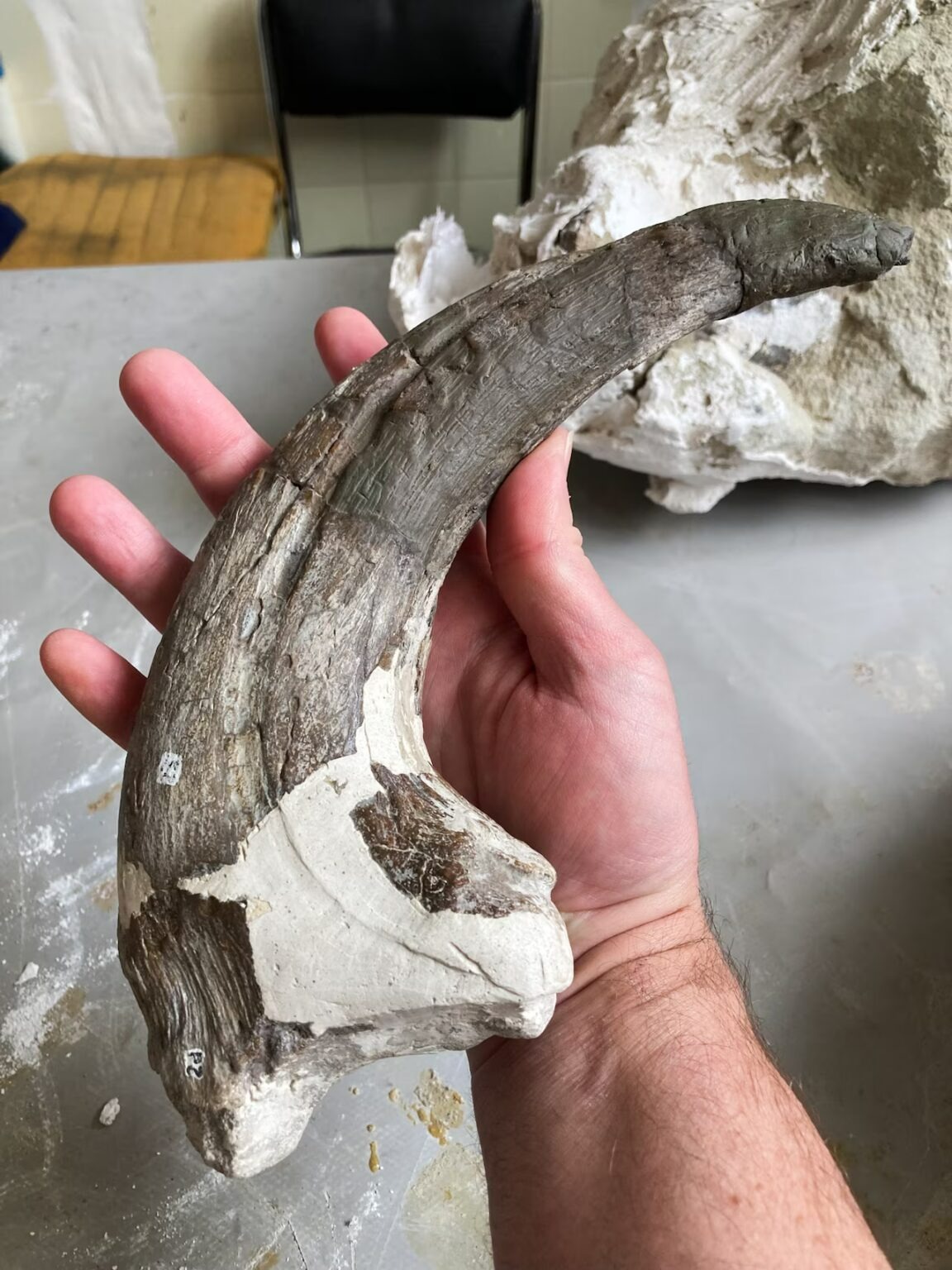 Hé lộ loài khủng long Megaraptor mới với bữa ăn cuối cùng vẫn còn kẹt trong hàm- Ảnh 2.