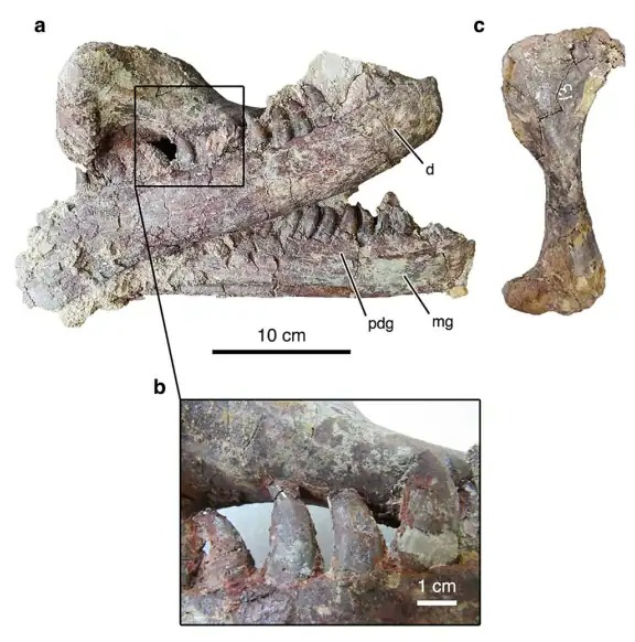 Hé lộ loài khủng long Megaraptor mới với bữa ăn cuối cùng vẫn còn kẹt trong hàm- Ảnh 3.