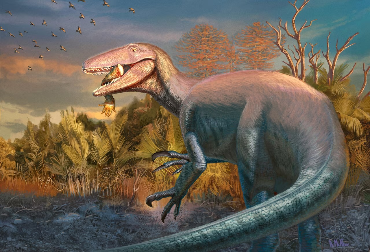 Hé lộ loài khủng long Megaraptor mới với bữa ăn cuối cùng vẫn còn kẹt trong hàm- Ảnh 1.