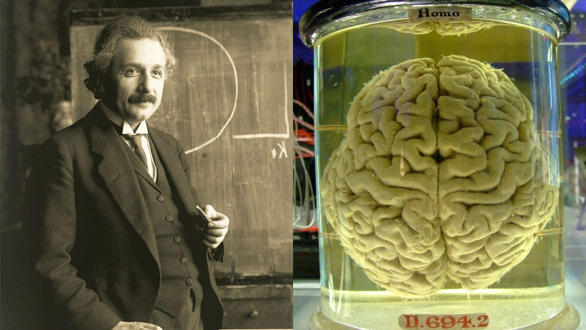 Công nghệ lập bản đồ RNA mới mở ra cơ hội giải mã bộ não Einstein và kho báu di truyền bị lãng quên- Ảnh 2.