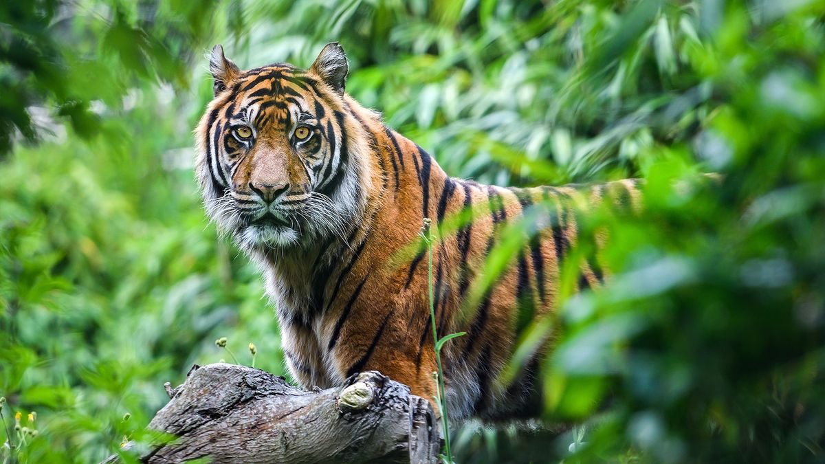Hổ Bali tuyệt chủng: Dấu chấm hết cho một loài mèo lớn của Indonesia- Ảnh 2.