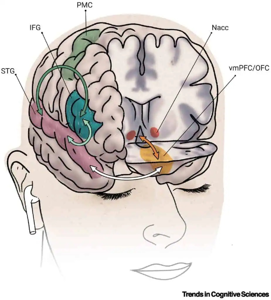 Tại sao một số người không cảm thấy gì khi nghe nhạc- Ảnh 2. Tại sao một số người không cảm thấy gì khi nghe nhạc- Ảnh 2.