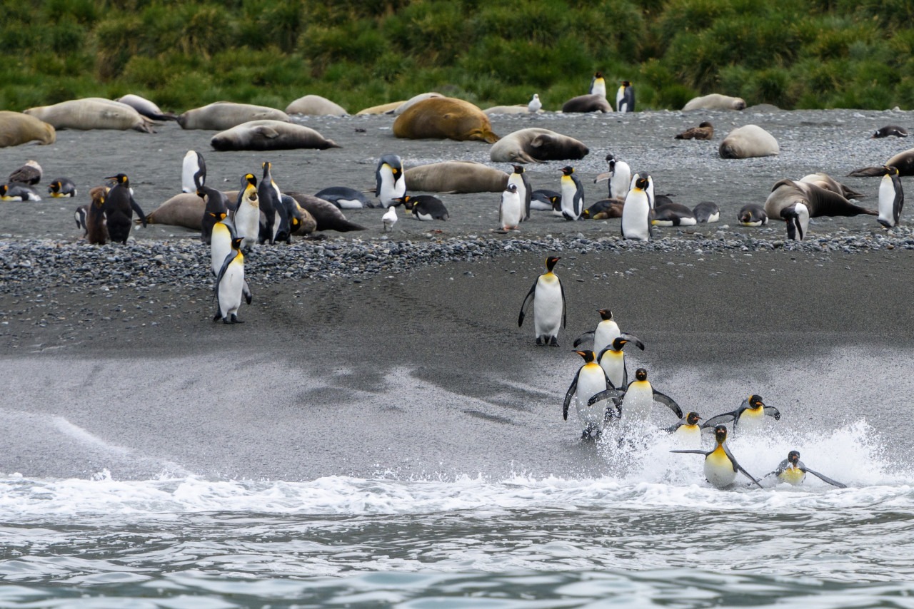 Tham vọng điên rồ đưa 69 chú chim cánh cụt đến Bắc Cực: Bi kịch diệt vong và bài học đắt giá về sự tôn trọng tự nhiên - Ảnh 3.